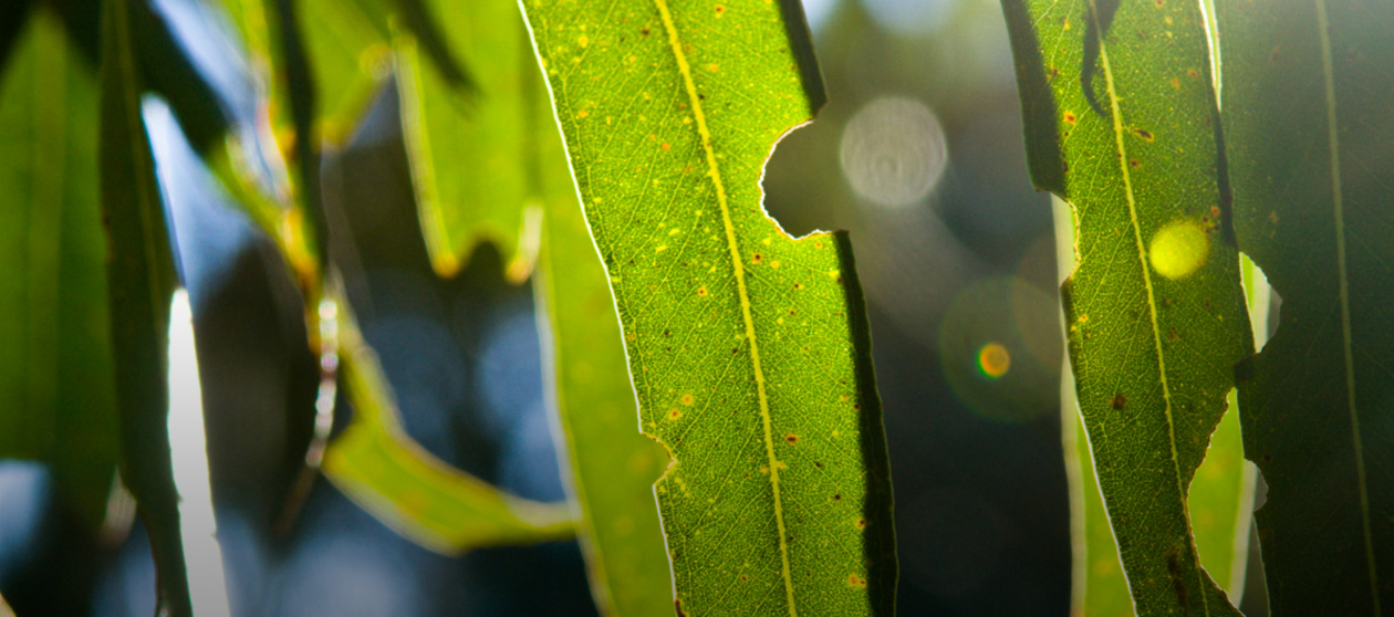Tree and weed management from Melbourne to Mallacoota.